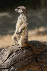 meerkat sitting on top of a dry log