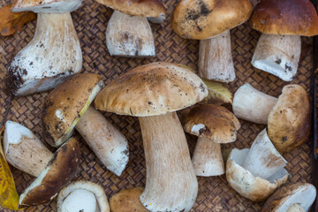 Mushrooms
