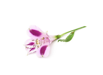 Fototapeta na wymiar purple flower alstroemeria with green stem