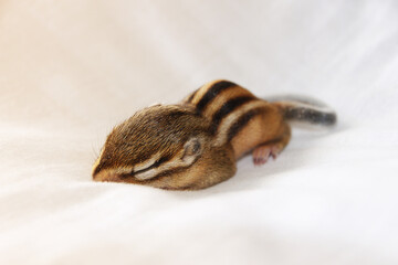 close up of a baby chipmunk sleeping on white sheets