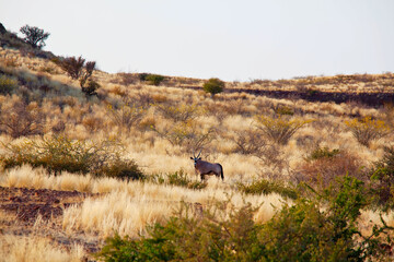 Oryx