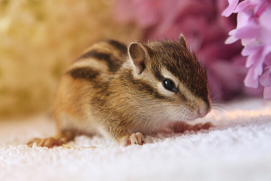 Baby Chipmunk Squirrel In Flowers