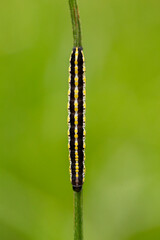 Cucullia lucifuga is a species of moth of the family Noctuidae. Caterpillar moth Cucullia lucifuga in the natural environment.