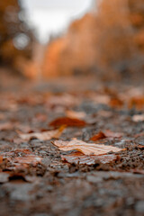autumn leaves on the ground 