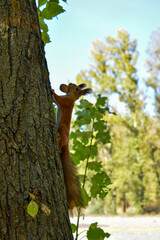 Squirrel with a nut in its teeth on a tree trunk