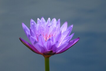 Beautiful purple lotus flower in the pond in Florida nature, closeup