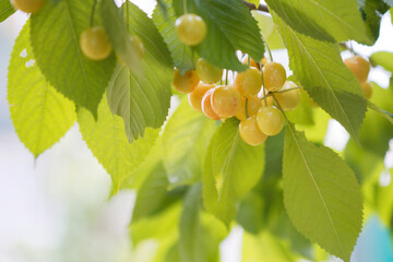 Fototapeta premium unripe cherry among the green leaves of the tree