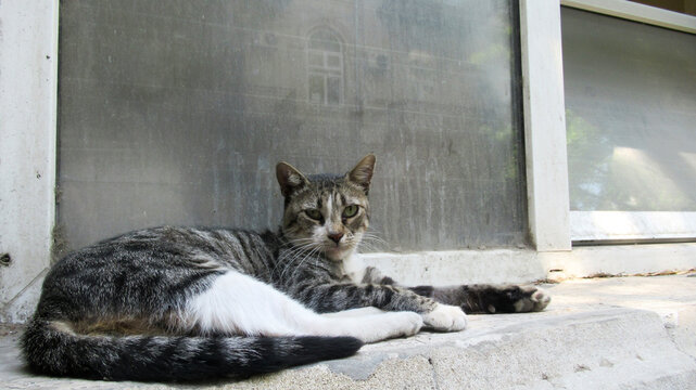 Close Up Of A Cute Street Cat Looking At Camera