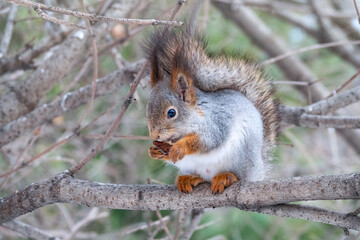 Naklejka na ściany i meble The squirrel with nut sits on tree in the winter or late autumn