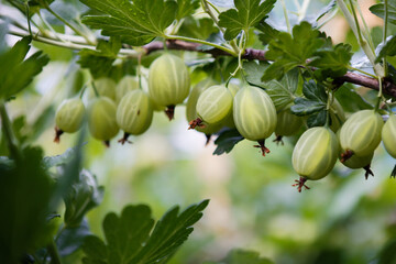 gooseberry among the green leaves of the tree