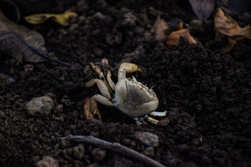 Crab on a ground moving shot during a trek in karnala forest
