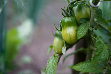 unripe tomatoes among the green leaves of the plant