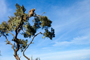 BABUINO GELADA -  Gelada Baboon (Theropithecus gelada), Parque Nacional Montañas Simien, Etiopia, Africa