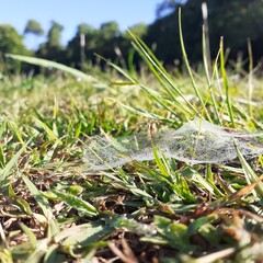 dew on grass and spider web