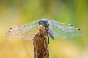Male Black-tailed skimmer, Orthetrum cancellatum, closeup