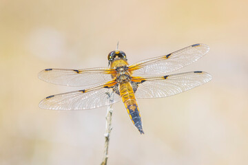 Close-up of a four-spotted chaser Libellula quadrimaculata dragonfly
