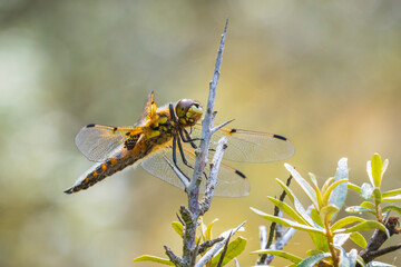 Close-up of a four-spotted chaser Libellula quadrimaculata dragonfly