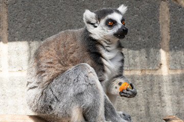 portrait of a specimen of prosimius eating. black and white color with orange eyes