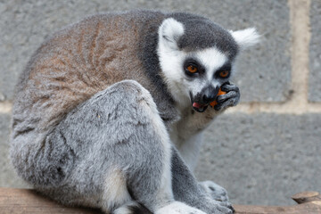 portrait of a specimen of prosimius eating. black and white color with orange eyes