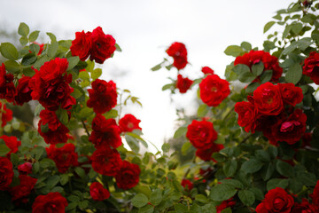 Obraz premium beautiful red tea garden rose in the evening