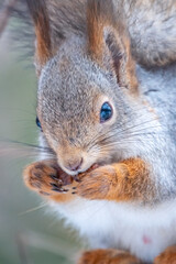 The squirrel with nut sits on a tree in the winter or autumn