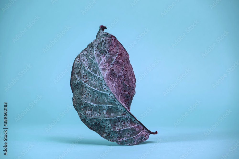 Poster Beautiful faded old colorful leaf in blue light. Minimalism autumn style concept. Background pattern for design.