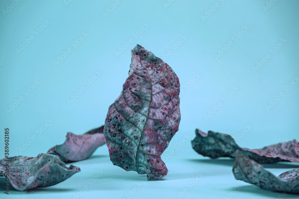 Aufkleber beautiful faded old colorful leafs in blue light. minimalism autumn style concept. background patter