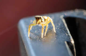 Yellow Brown Jumping Spider with a green head Salticidae Spider in garden at sunset, Thailand.
