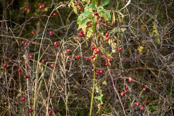 róża, owoc, Rosa canina,dzika róża © Marcin Łazarczyk