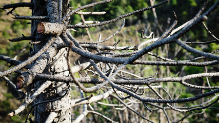Foto scattata lungo la passeggiata che da Bosio porta al famoso Monte Tobbio.