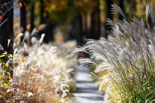 silver grass glistening in the autumn sun