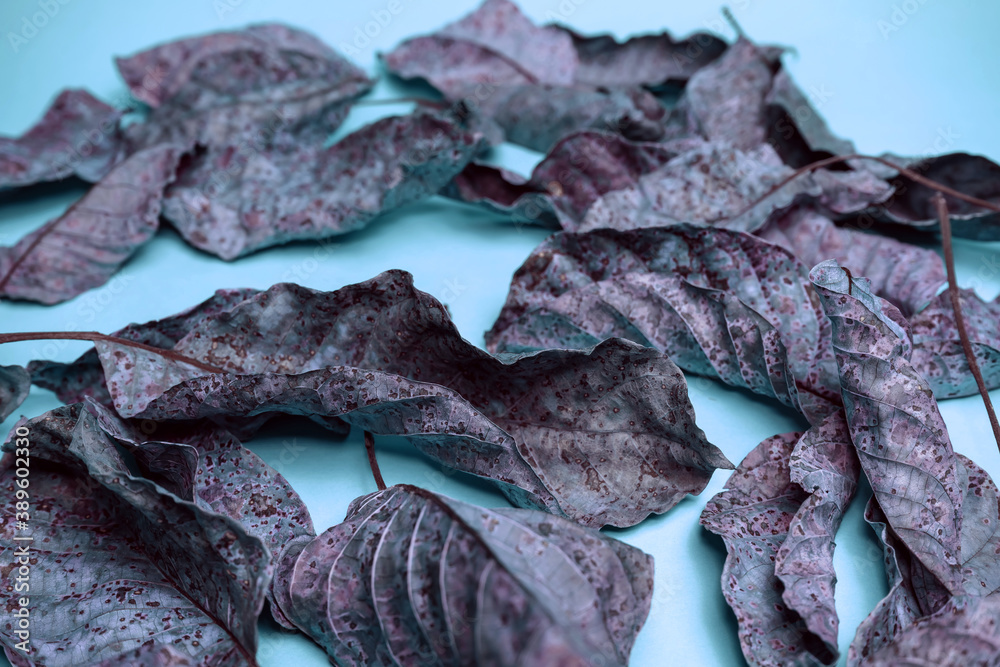 Poster beautiful faded old colorful leafs in blue light. minimalism autumn style concept. background patter