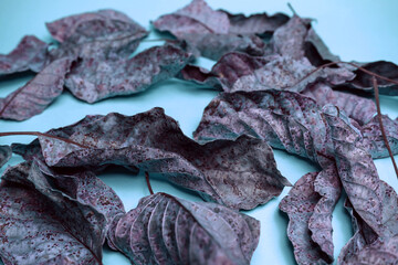Beautiful faded old colorful leafs in blue light. Minimalism autumn style concept. Background...