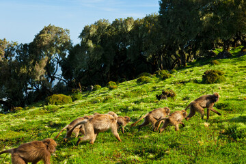 BABUINO GELADA -  Gelada Baboon (Theropithecus gelada), Parque Nacional Montañas Simien, Etiopia, Africa