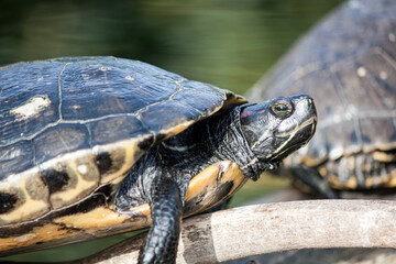 Fototapeta premium Schildkrönte wärm sich in der Sonne
