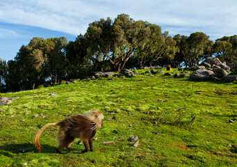 BABUINO GELADA -  Gelada Baboon (Theropithecus gelada), Parque Nacional Montañas Simien, Etiopia, Africa