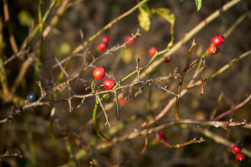 róża, owoc, Rosa canina,dzika róża © Marcin Łazarczyk