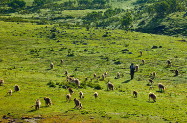 BABUINO GELADA -  Gelada Baboon (Theropithecus gelada), Parque Nacional Montañas Simien, Etiopia, Africa