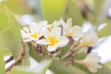 Fototapeta na wymiar white decorative plumeria flower in bloom. Ethiopia nature garden