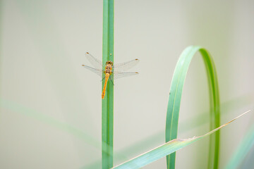 Closeup of a Ruddy darter Sympetrum sanguineum resting in sunlight in a meadow