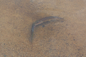 Fototapeta na wymiar Underwater pike attack on small fish.