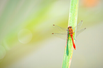 Closeup of a Ruddy darter Sympetrum sanguineum resting in sunlight in a meadow