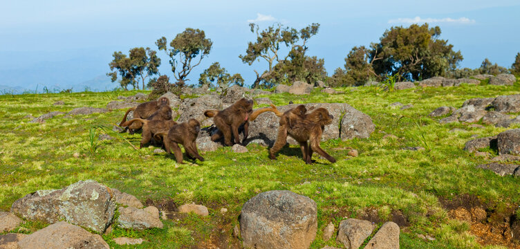 BABUINO GELADA -  Gelada Baboon (Theropithecus gelada), Parque Nacional Monta&ntilde;as Simien, Etiopia, Africa