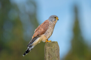 Kestrel falco tinnunculus male bird of prey closeup