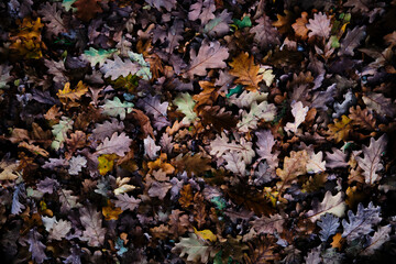 Foto scattata lungo la passeggiata che da Bosio porta al famoso Monte Tobbio.