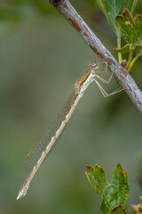 Common winter damselfly, Sympecma fusca, male