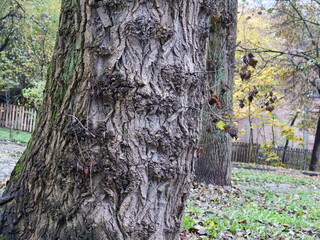 trunk of a tree