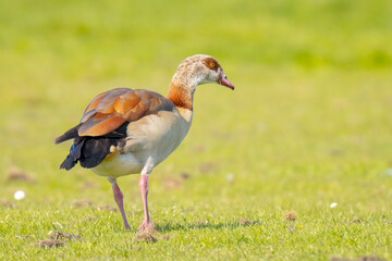 Egyptian geese couple Alopochen aegyptiacus
