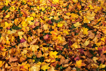The background of the multi-colored fallen leaves.