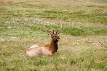 雄大なコロラドロッキーとエルク